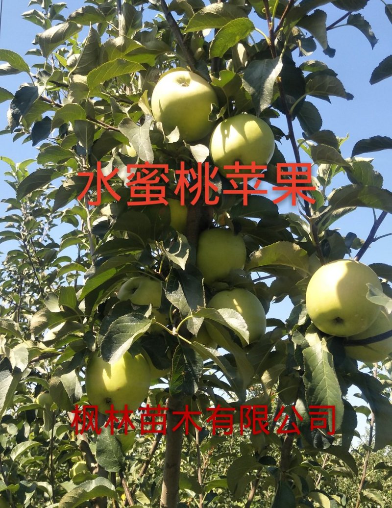 水蜜桃苹果苗,红思尼克苹果苗,瑞雪,秦脆苹果苗香妃苹果苗