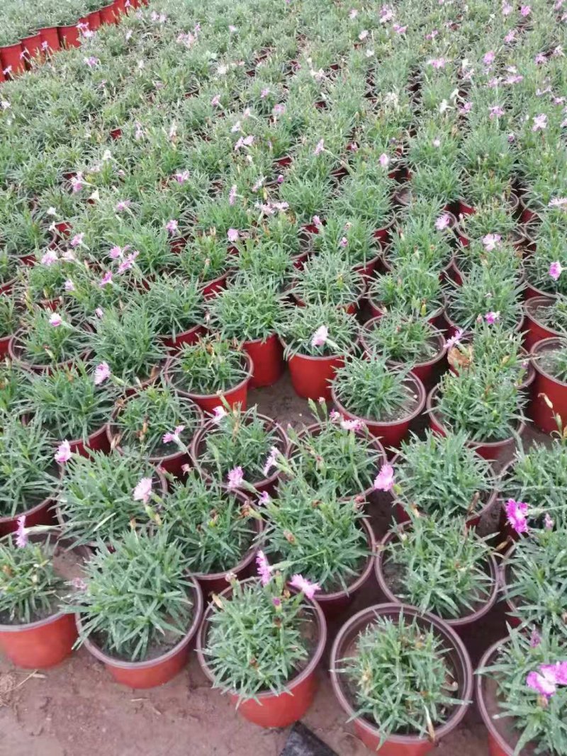 欧石竹，完美石竹，大量供应，花期长，带花草坪