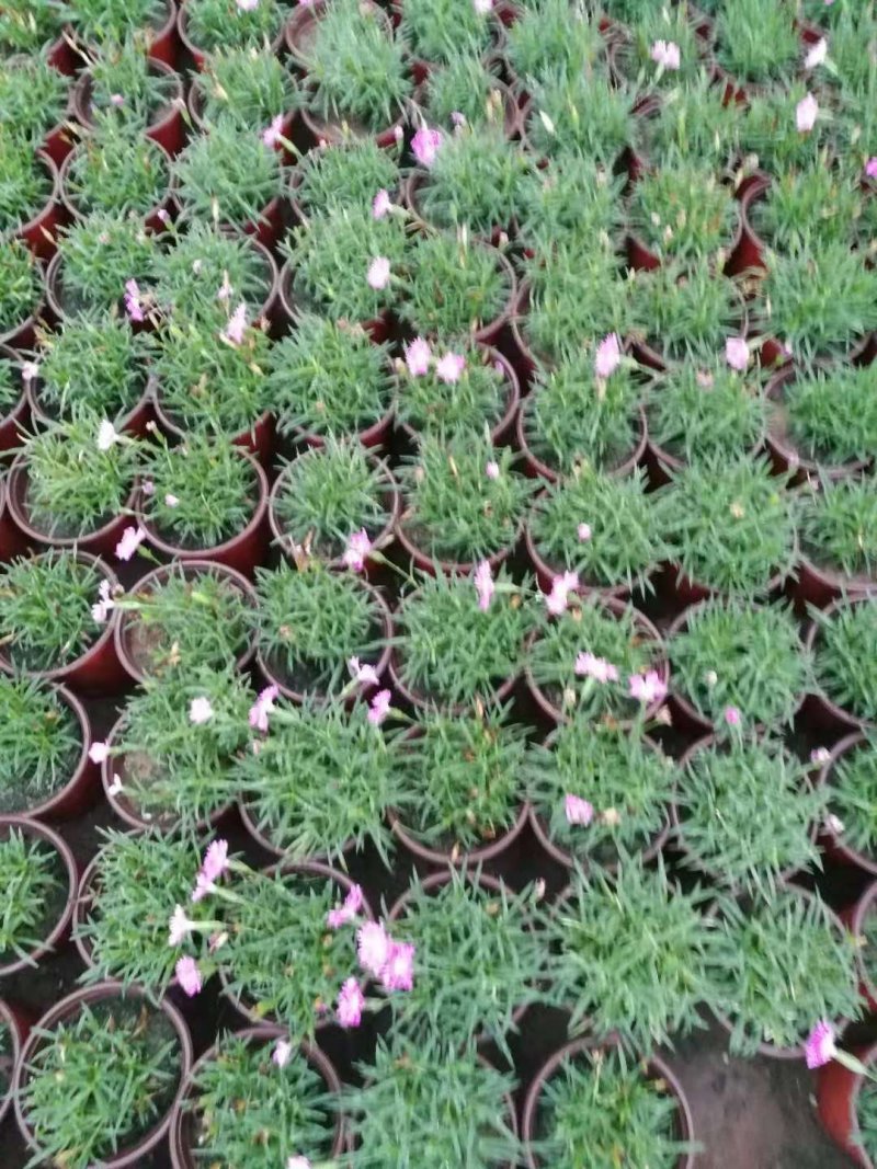 欧石竹，完美石竹，大量供应，花期长，带花草坪