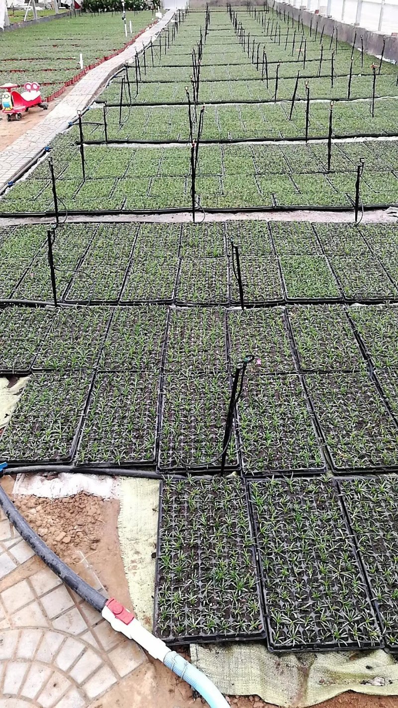 欧石竹，完美石竹，大量供应，花期长，带花草坪