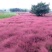 粉黛乱子草花苗，山东潍坊青州粉黛乱子草花苗基地批发，花海