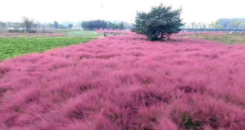粉黛乱子草花苗，山东潍坊青州粉黛乱子草花苗基地批发，花海