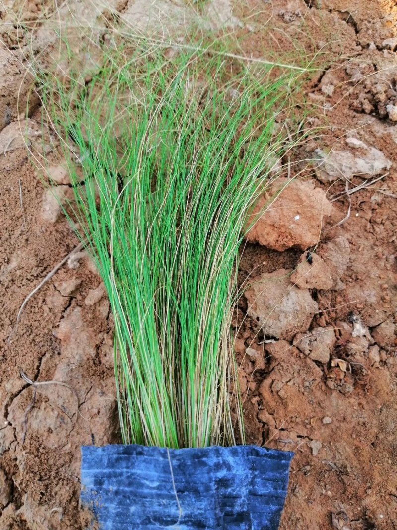 粉黛乱子草花苗，山东潍坊青州粉黛乱子草花苗基地批发，花海