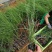 粉黛乱子草花苗，山东潍坊青州粉黛乱子草花苗基地批发，花海