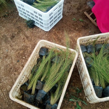 粉黛乱子草花苗，山东潍坊青州粉黛乱子草花苗基地批发，花海