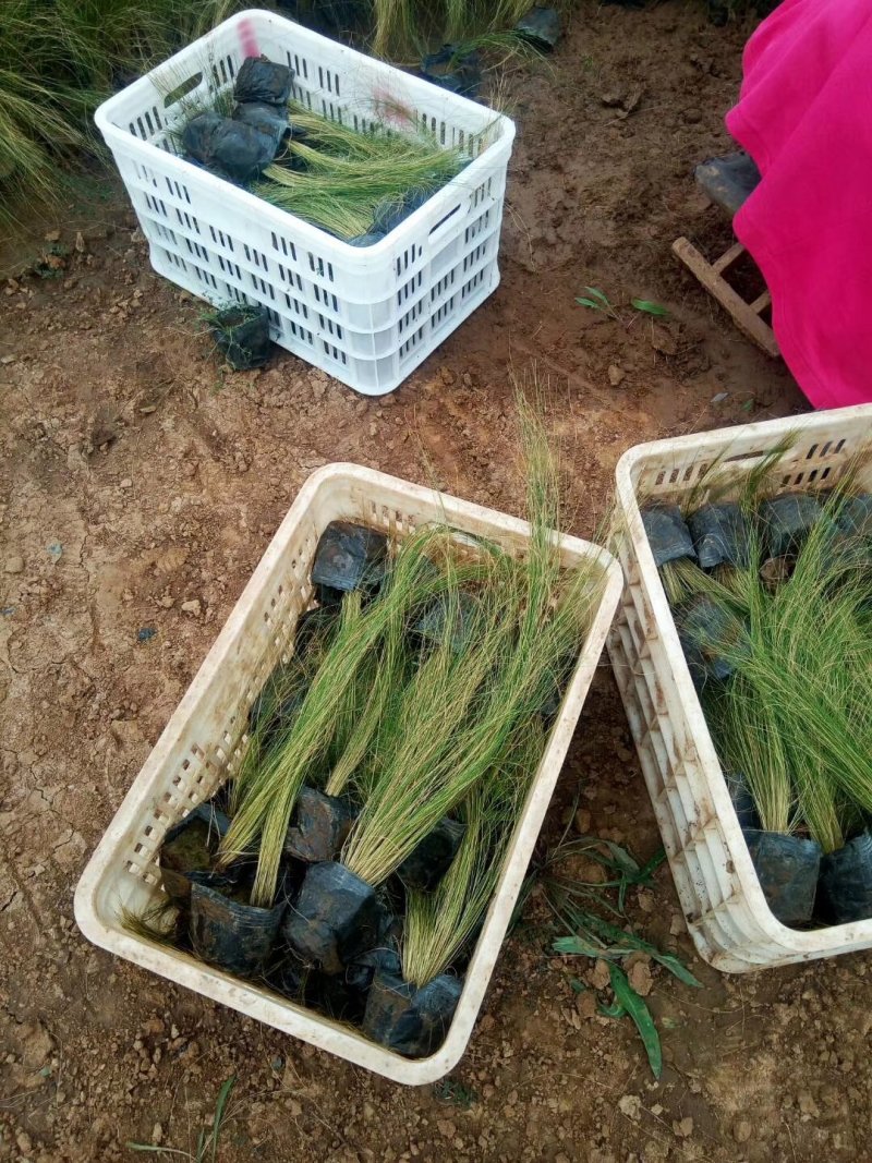 粉黛乱子草花苗，山东潍坊青州粉黛乱子草花苗基地批发，花海