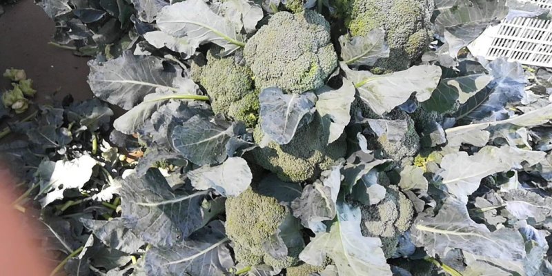 山东优质西兰花大量上市欢迎前来选购洽谈