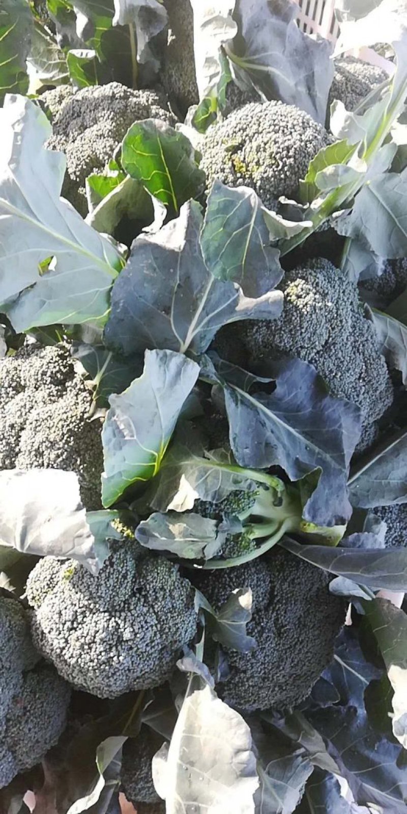 山东优质西兰花大量上市欢迎前来选购洽谈