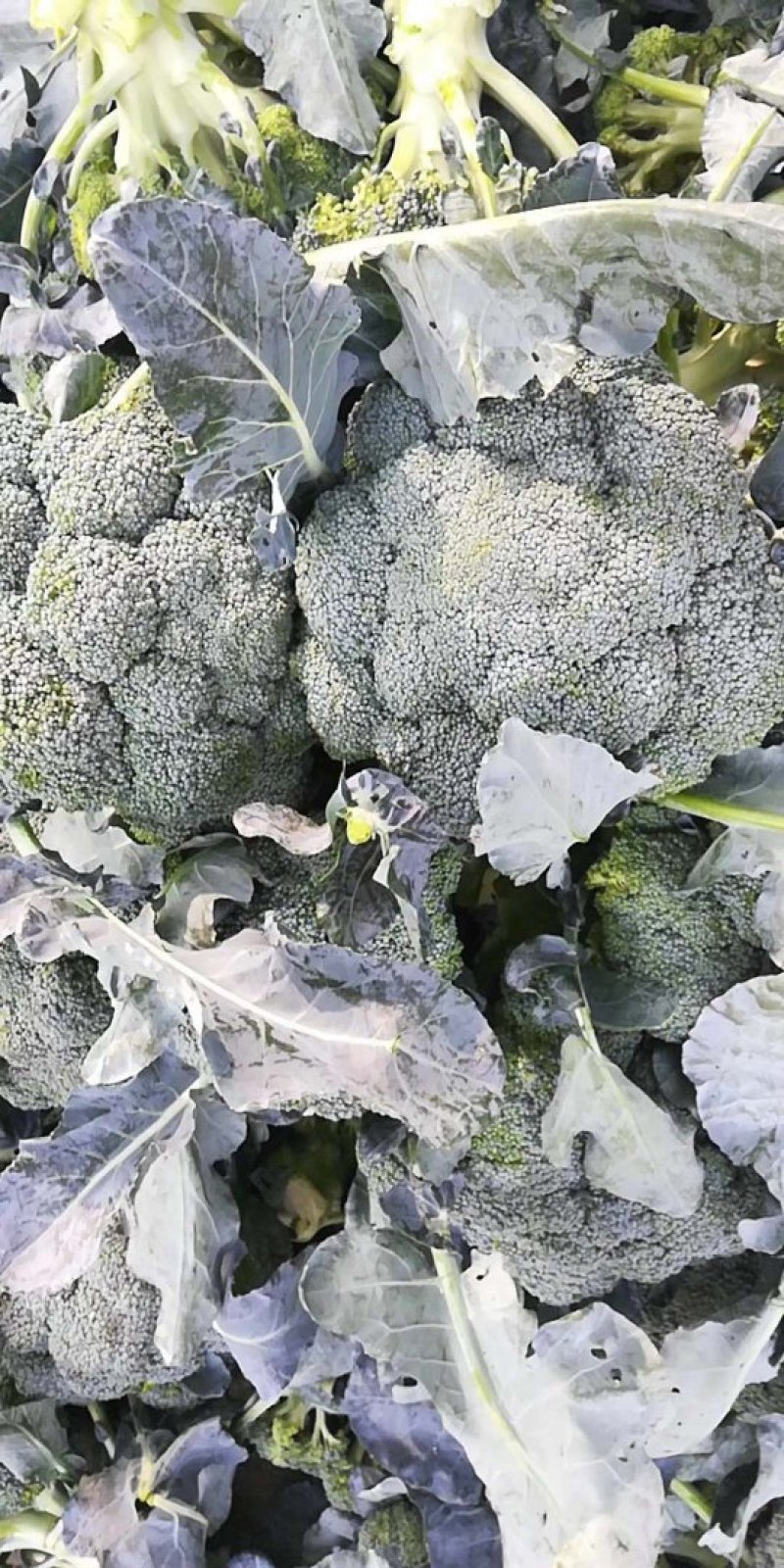 山东优质西兰花大量上市欢迎前来选购洽谈