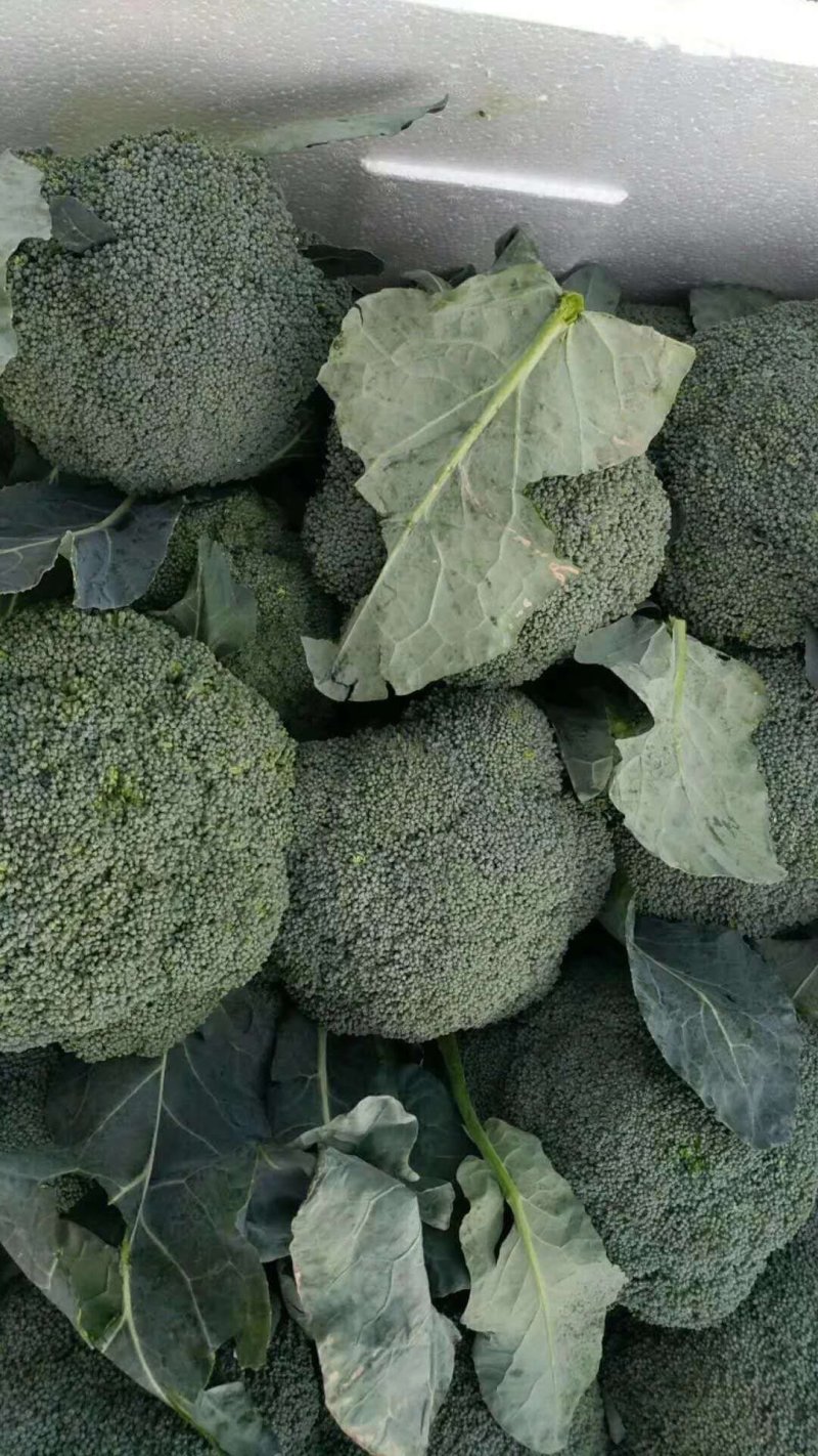 山东优质西兰花大量上市欢迎前来选购洽谈