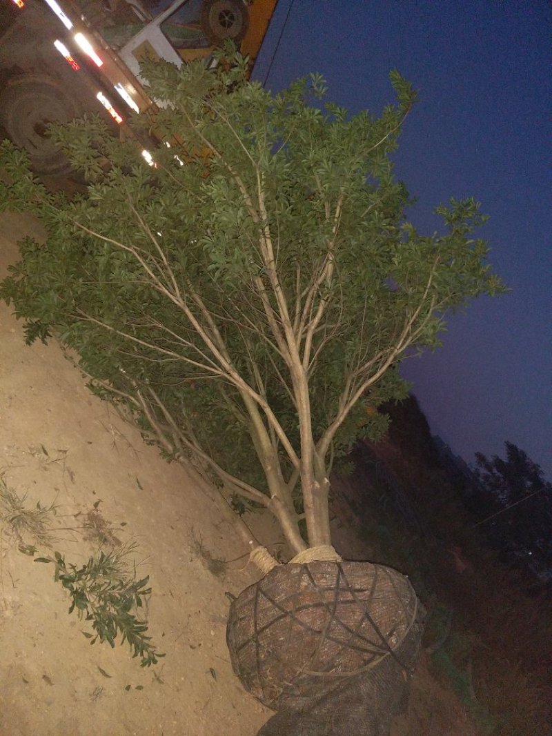杨梅树