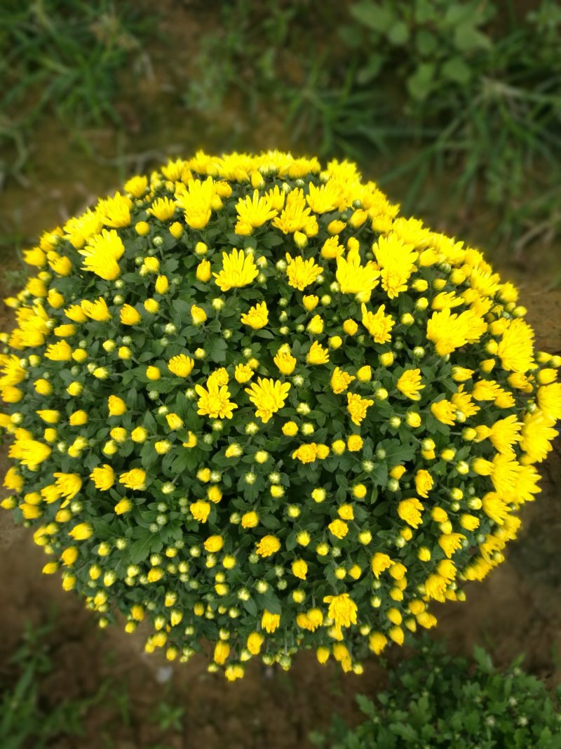 菊花26硬盆