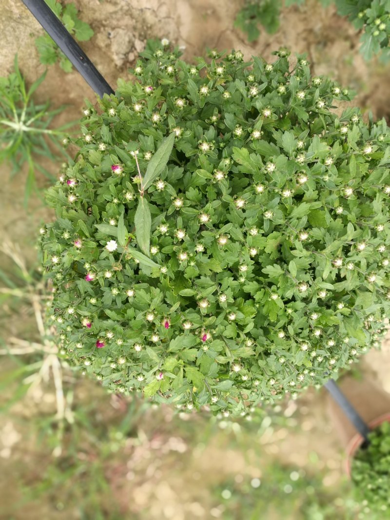 菊花26硬盆