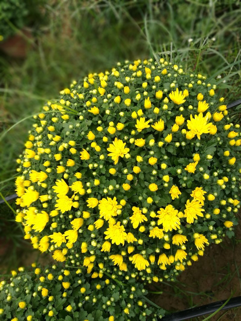 菊花26硬盆