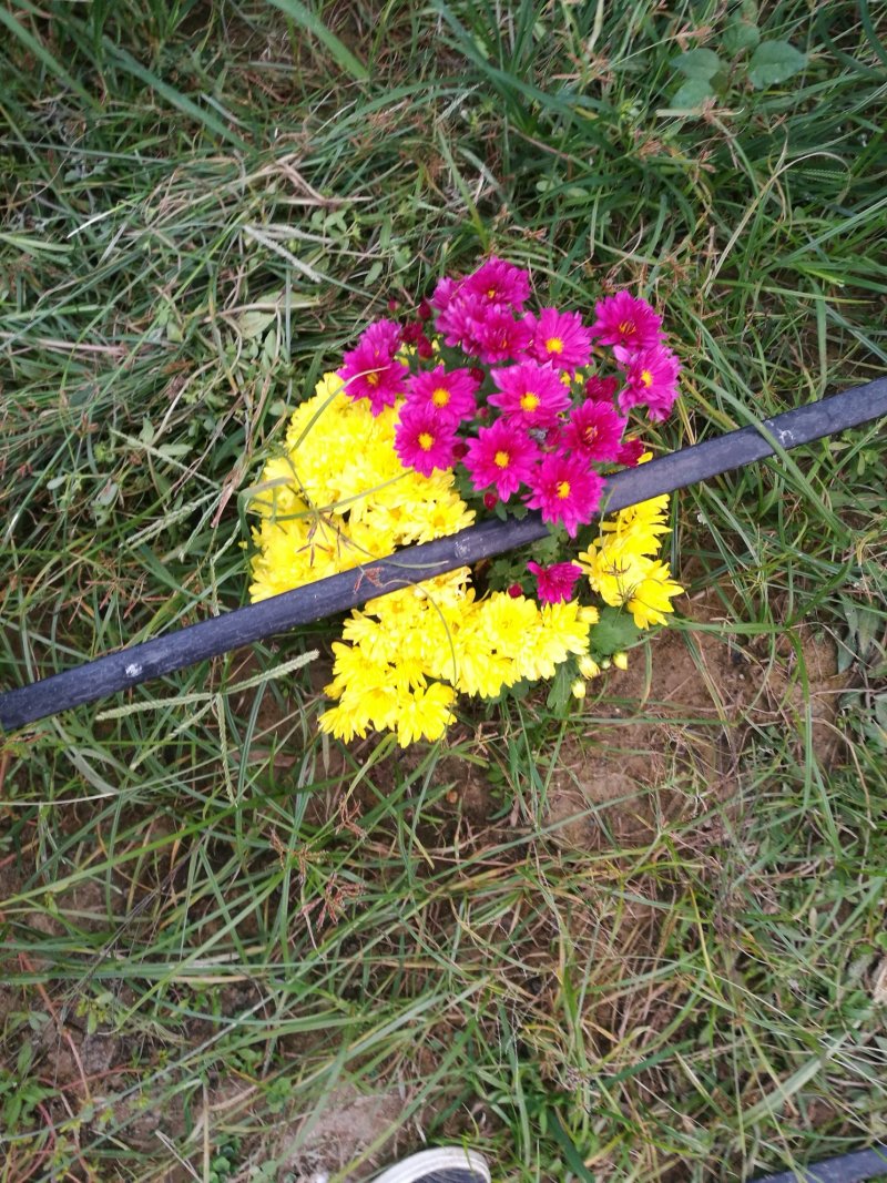 菊花26硬盆