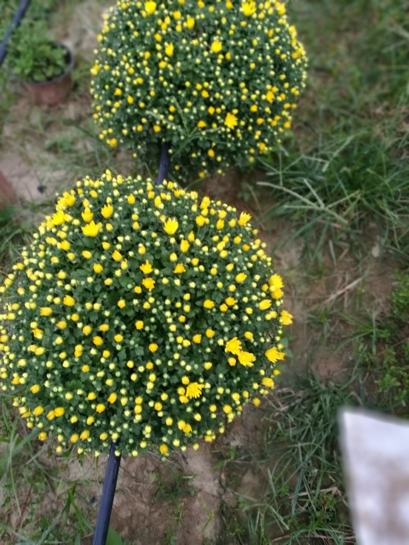菊花26硬盆