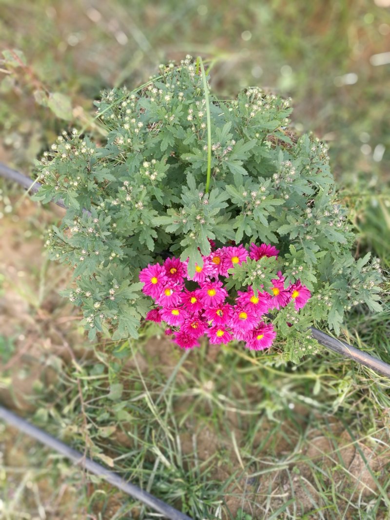 菊花26硬盆
