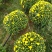 菊花26硬盆