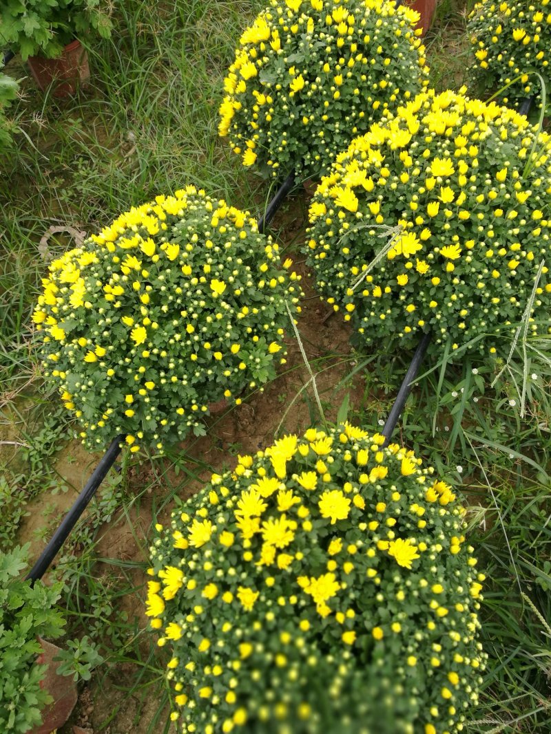 菊花26硬盆