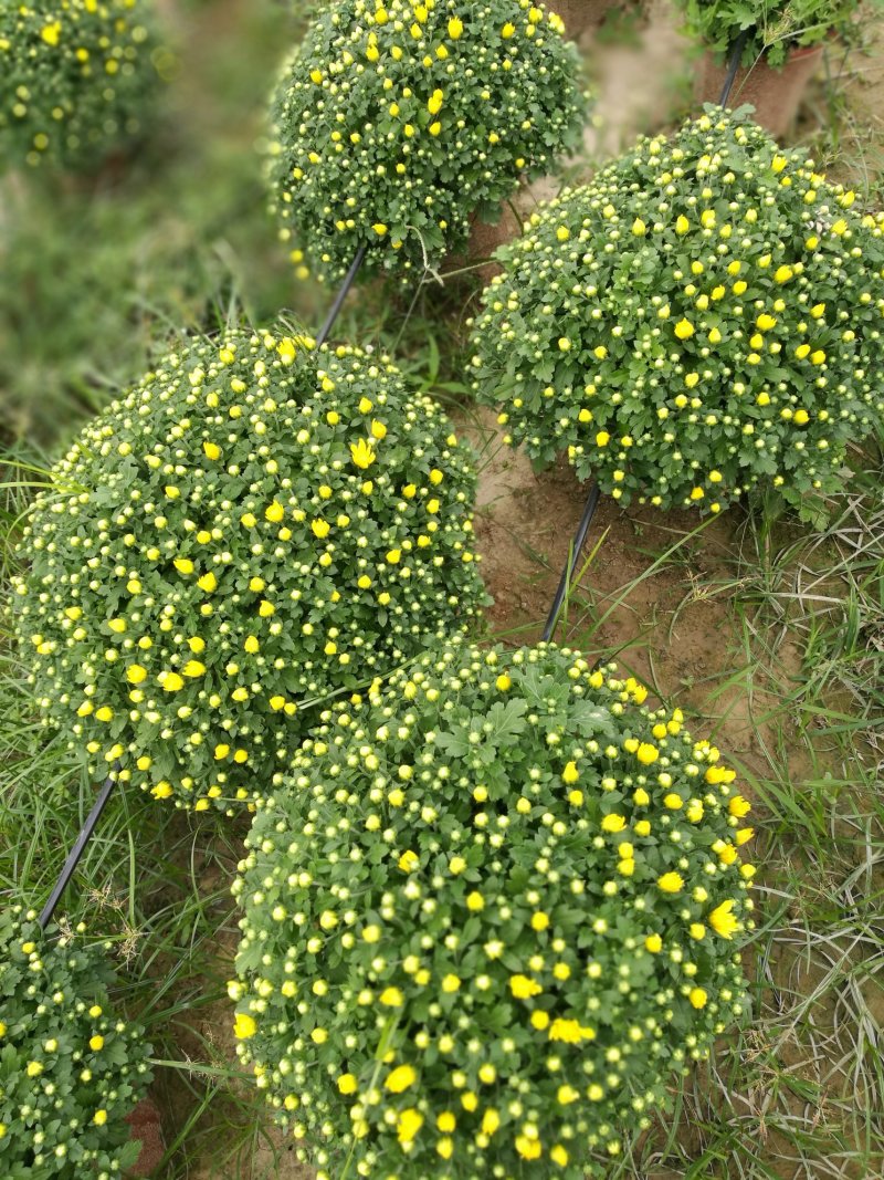 菊花26硬盆