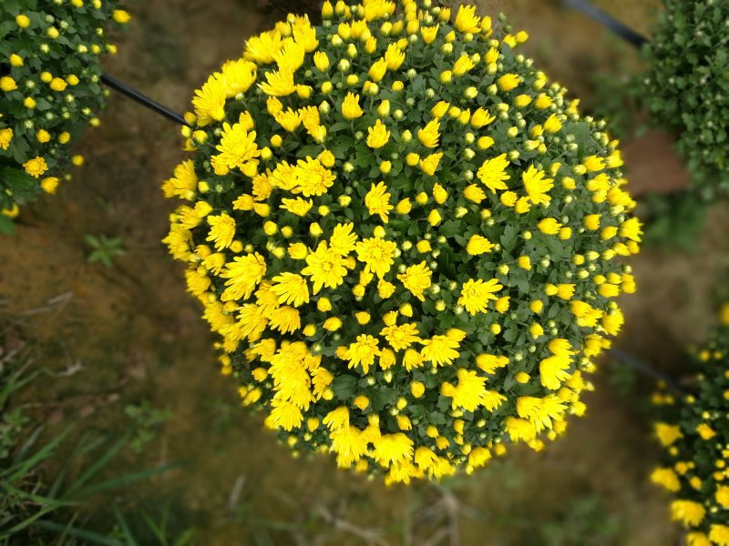 菊花26硬盆