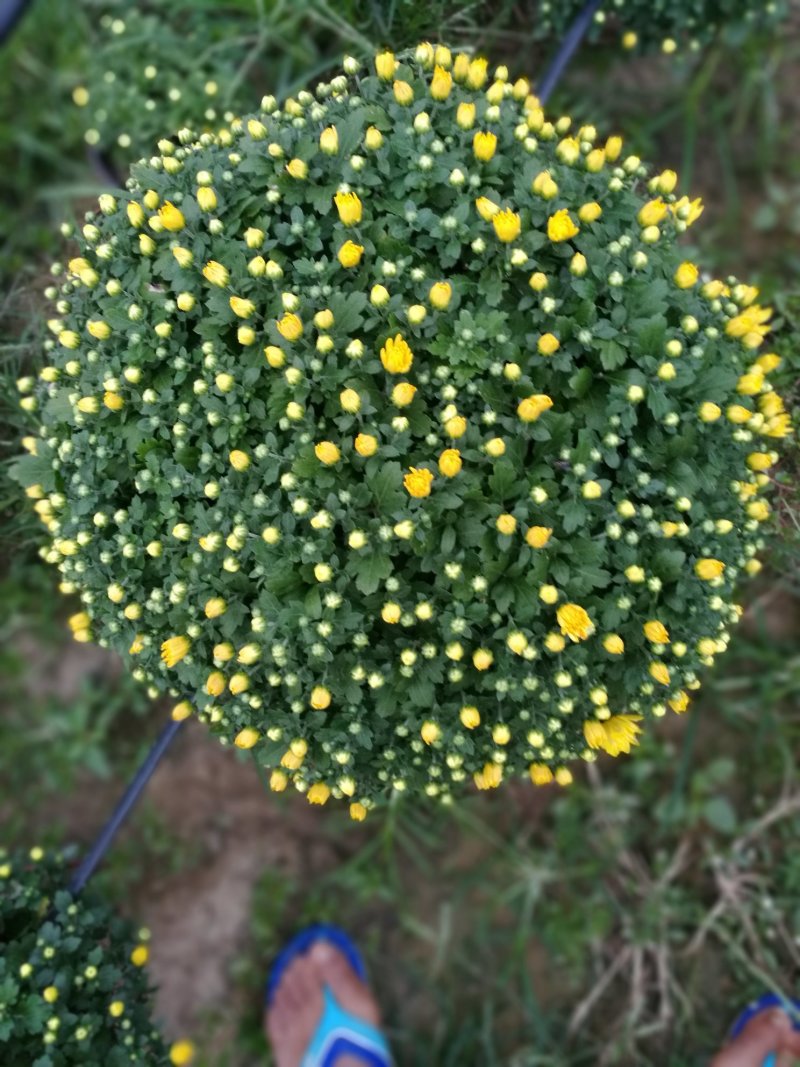 菊花26硬盆