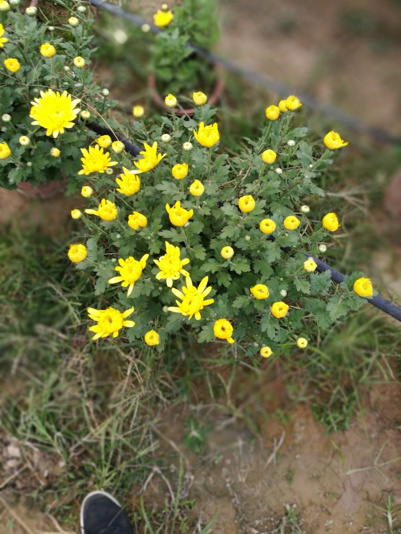 菊花26硬盆