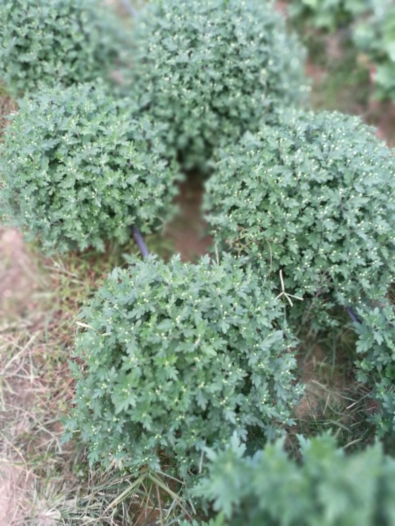 菊花26硬盆
