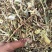 花生秧牛羊草，长年供应软包压块花生秧，花生秧草粉，颗粒。