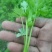 本合作社常年供应各种芹菜苗，质量有保证，发货快