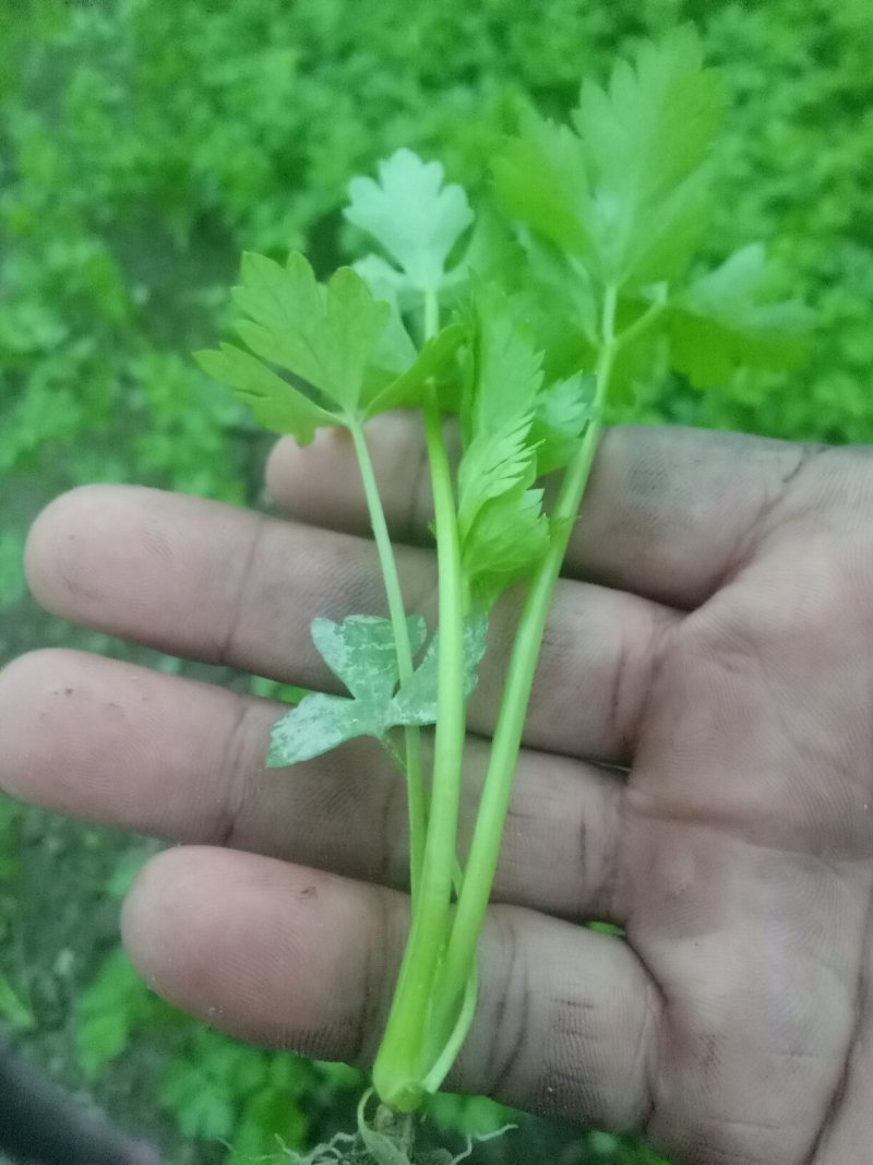 本合作社常年供应各种芹菜苗，质量有保证，发货快