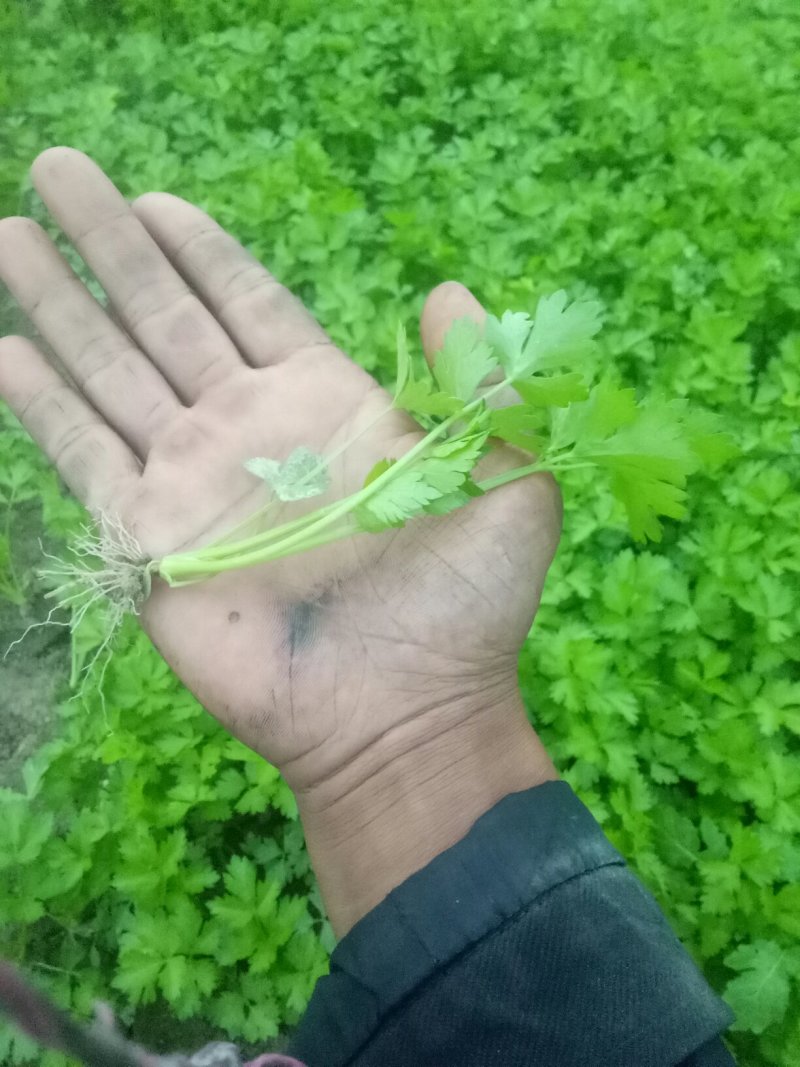 本合作社常年供应各种芹菜苗，质量有保证，发货快