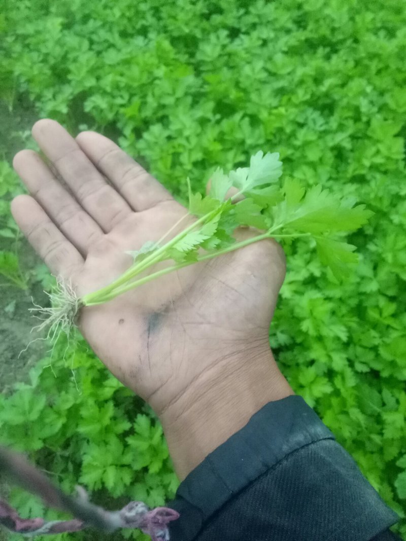 本合作社常年供应各种芹菜苗，质量有保证，发货快