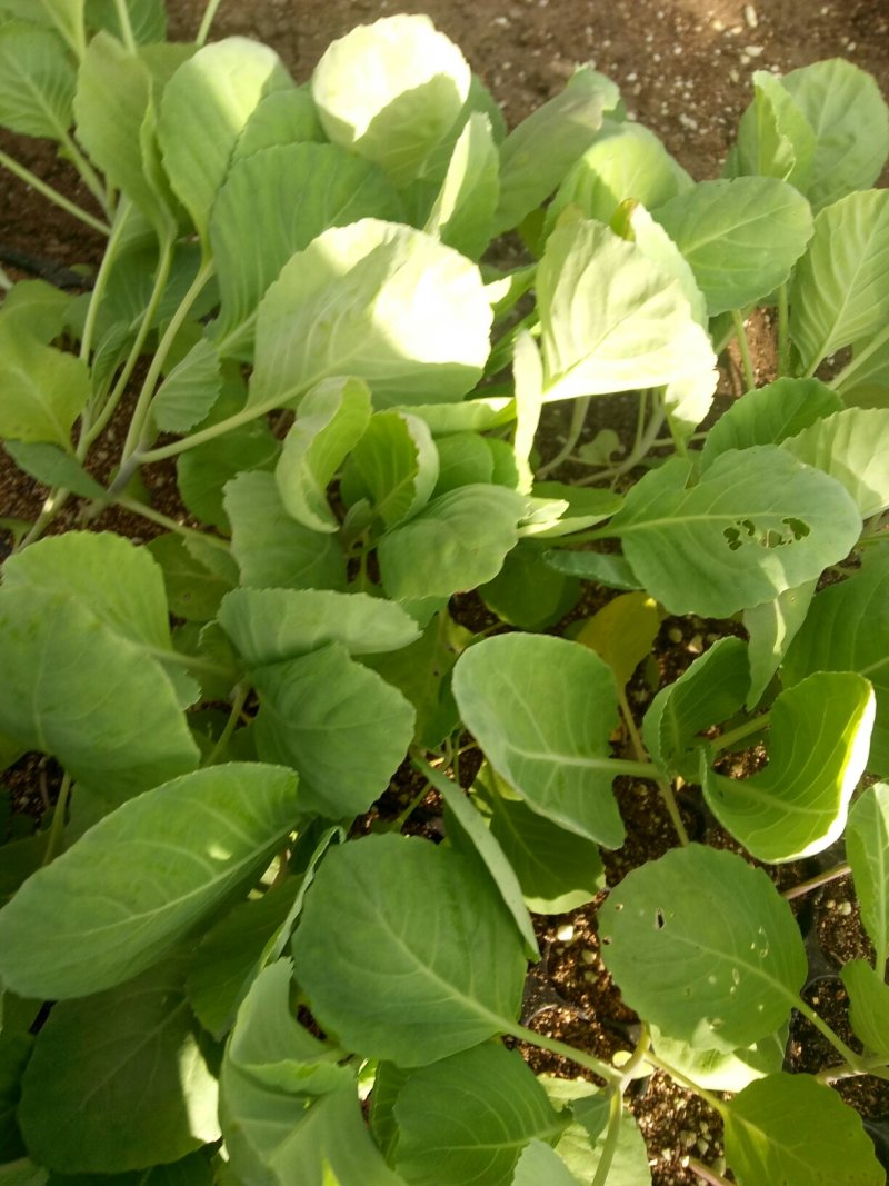 甘蓝苗，早春大棚甘蓝苗，包菜苗质量有保证，发货快