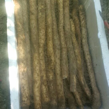 长年供应各类山药，去皮山药