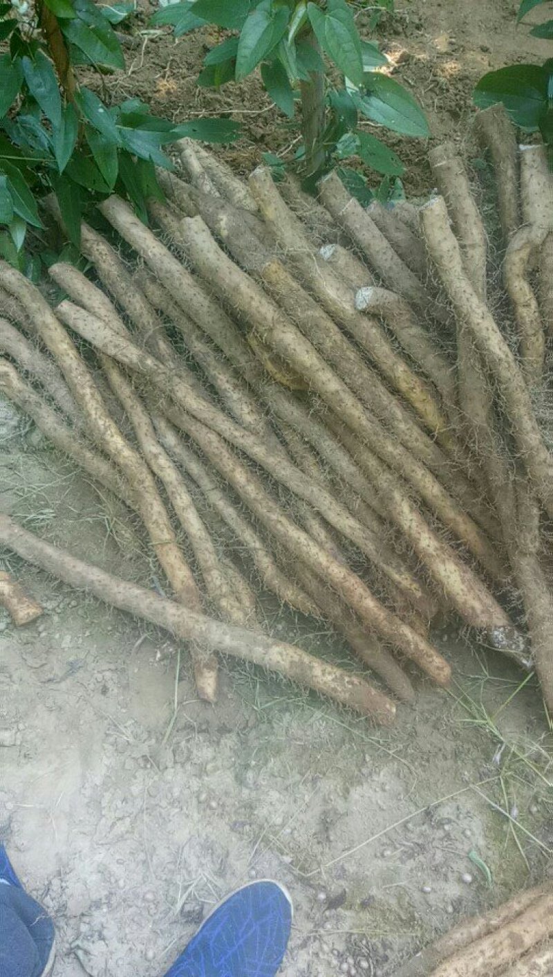 长年供应各类山药，去皮山药