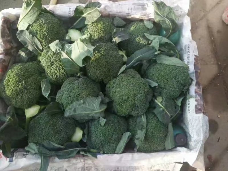 精选山东西兰花产地直发一手货源量大从优