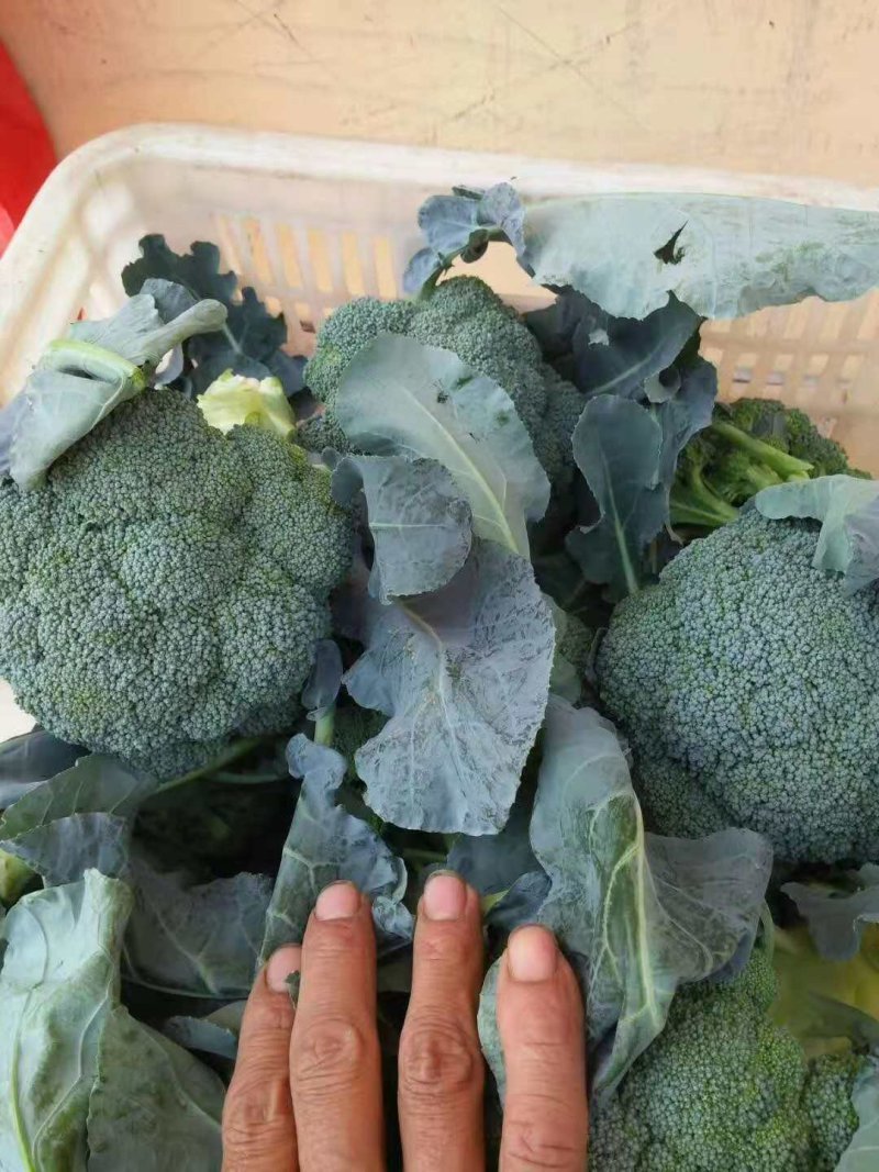 精选山东西兰花产地直发一手货源量大从优