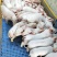 本场专业人员封闭管理饲养三元仔猪1000头，防疫到位！