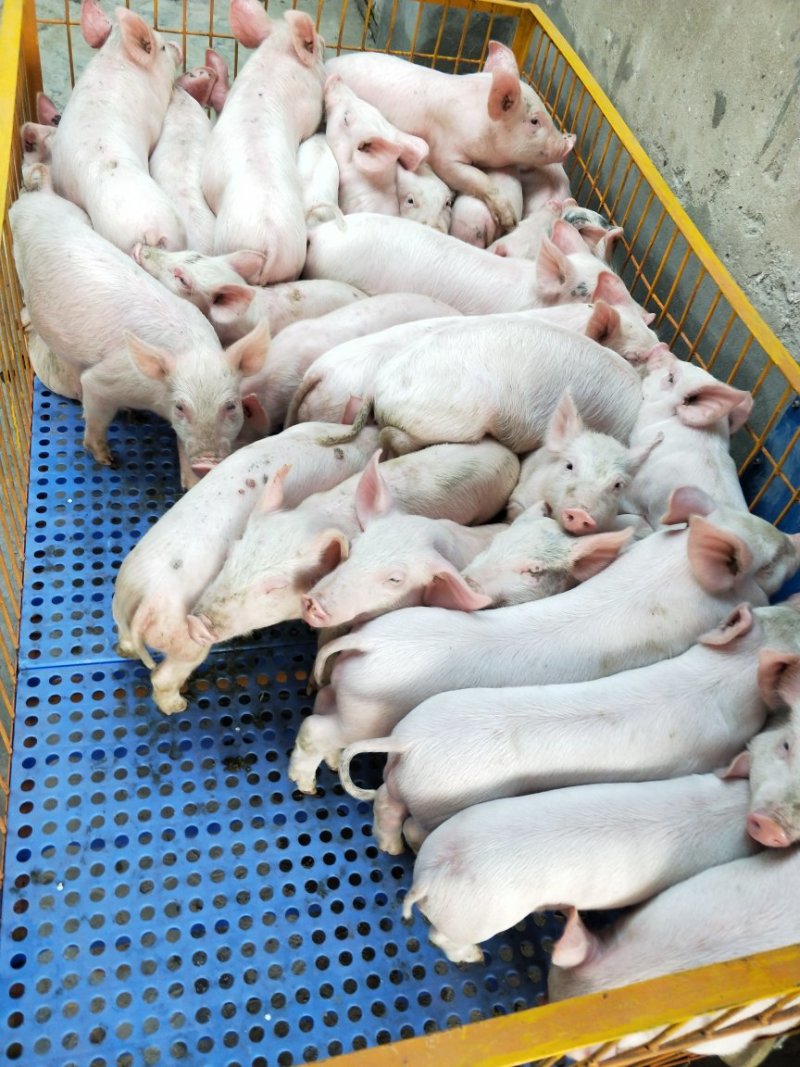 本场专业人员封闭管理饲养三元仔猪1000头，防疫到位！