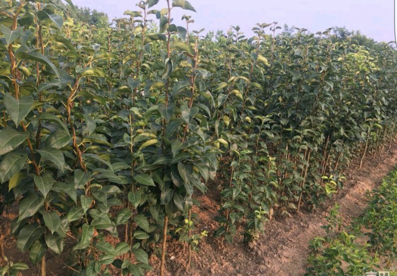秋月梨苗！皇冠苗！翠冠梨苗，酥梨苗等苗圃货源.品种有保证