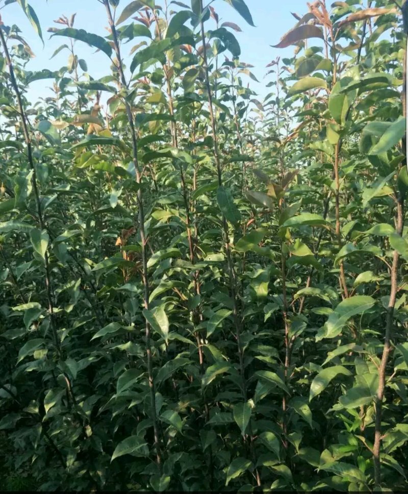 秋月梨苗！皇冠苗！翠冠梨苗，酥梨苗等苗圃货源.品种有保证