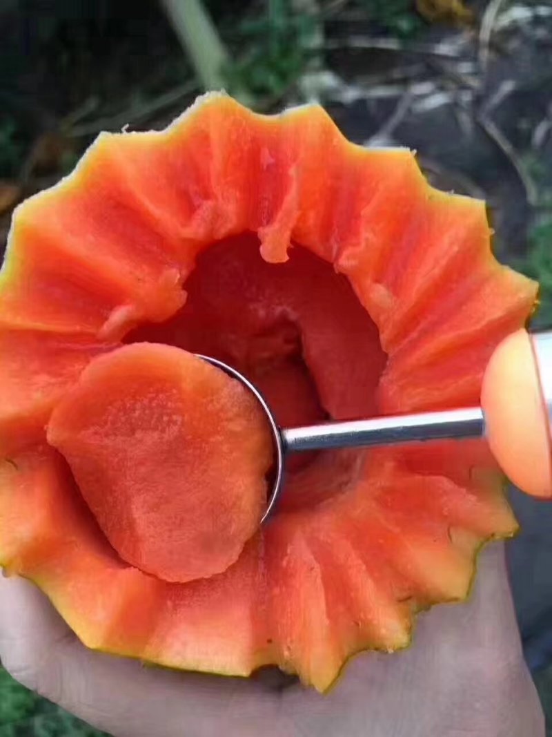 水果木瓜大白品种甜度高