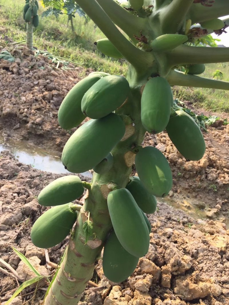 水果木瓜大白品种甜度高