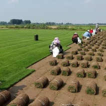 供应各种草坪，大量供应