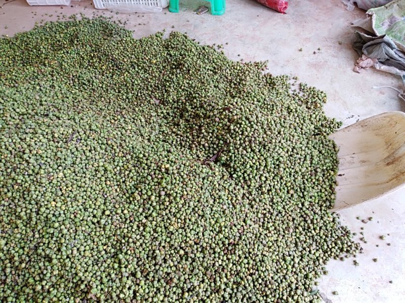 黄精籽全部成熟发芽率高供技术，成品可回收