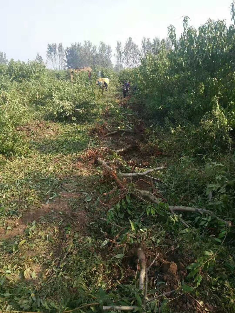 占地桃树5-8公分大量供应！