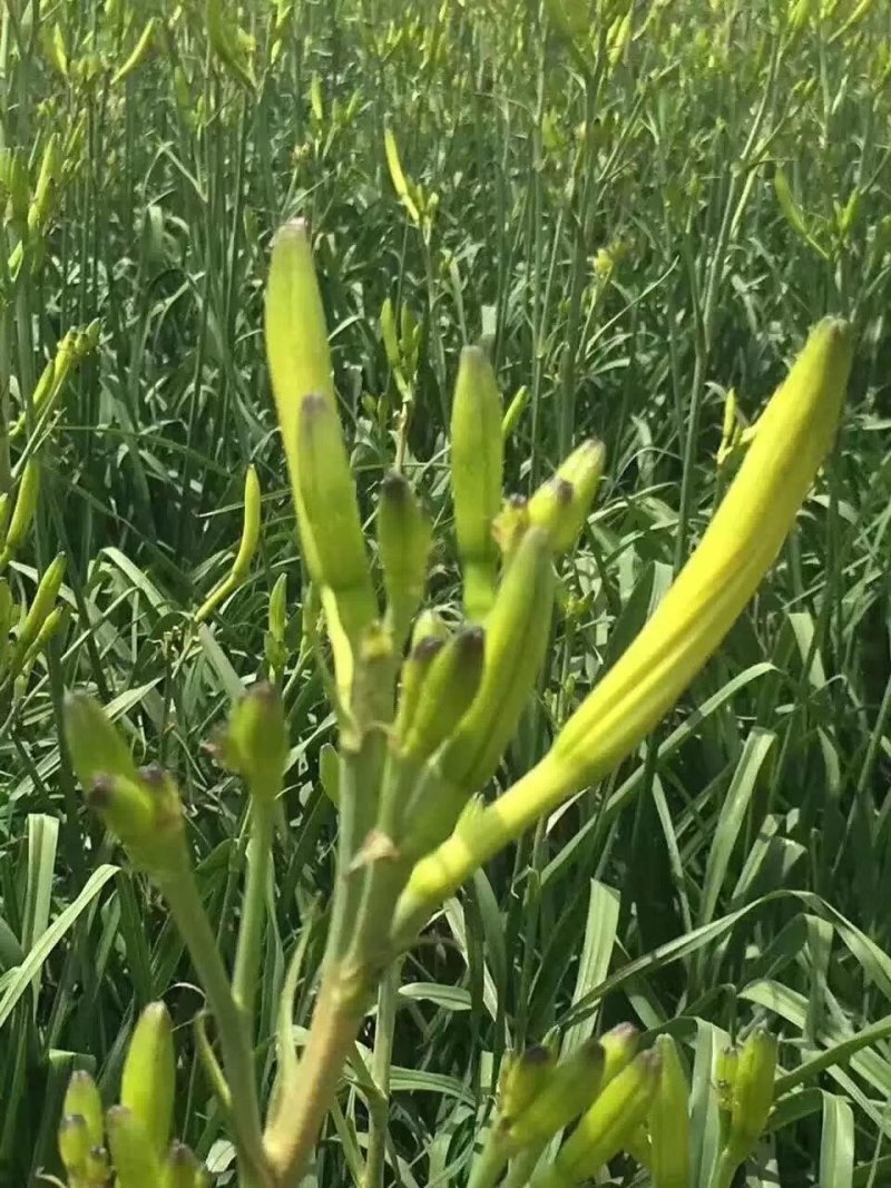 黄花菜