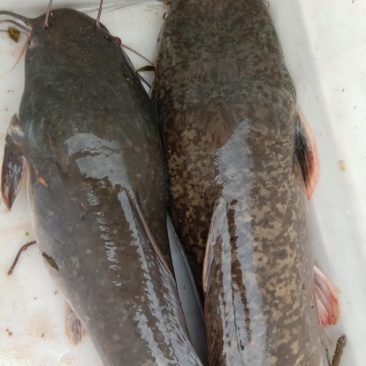 胡子鲶鱼，食用