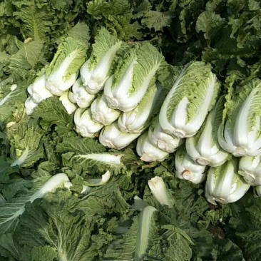 大白菜，北京新三号大白菜，产地直发，货源充足